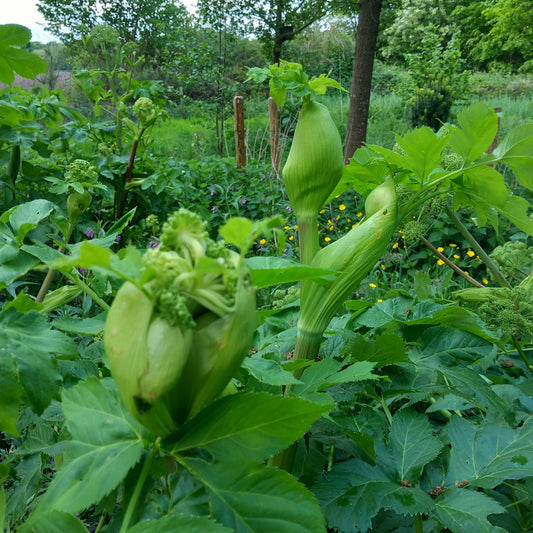 Wildekruidenbouillon