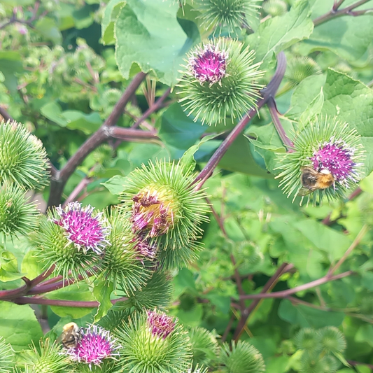 Honing met roos en watermunt