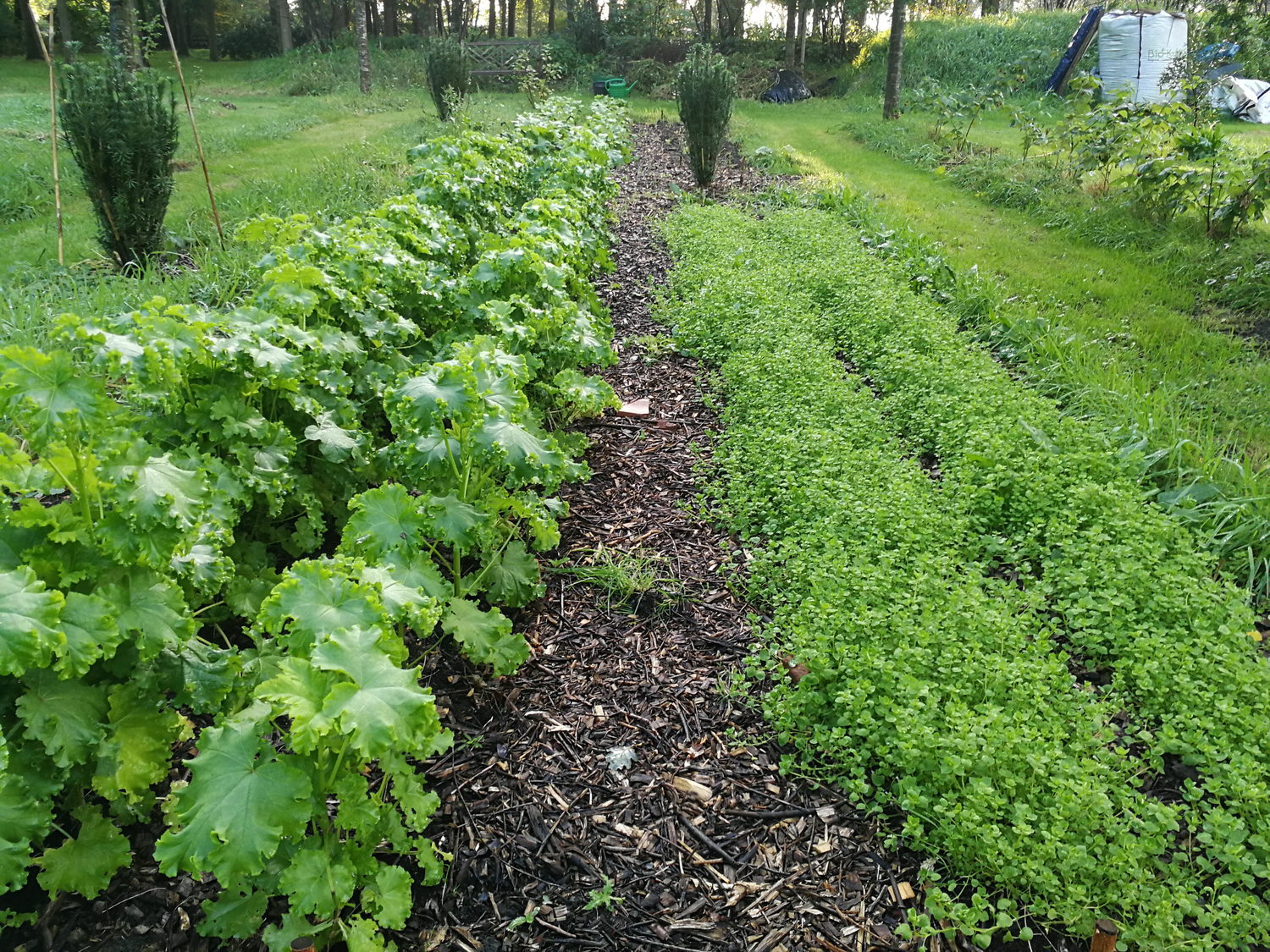 Kruidenproducten