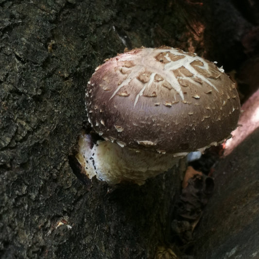 Shiitake bouillon
